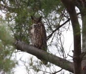2016 04 16 Owls 016
